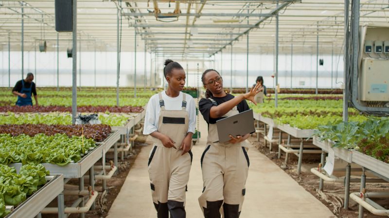 Deux jeunes femmes noires Chef de projet Agritech dans un champ